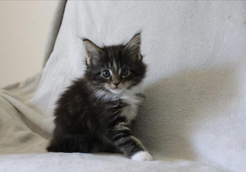 Maine Coon A Donner Contre Bon Soin Pres De Toulouse